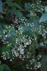 Peteravenia schultzii