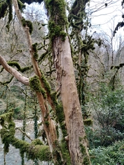 Buxus colchica