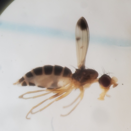 Geomyza apicalis