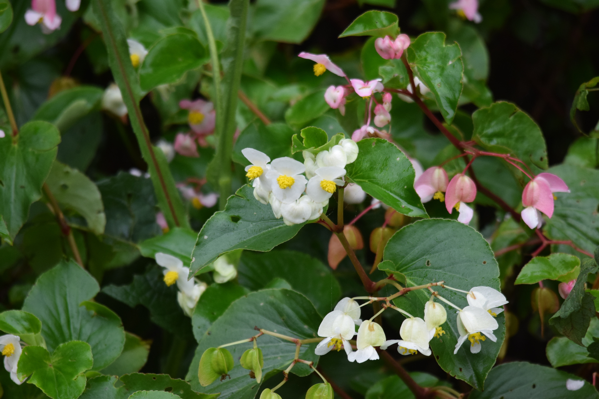 Begonia descoleana