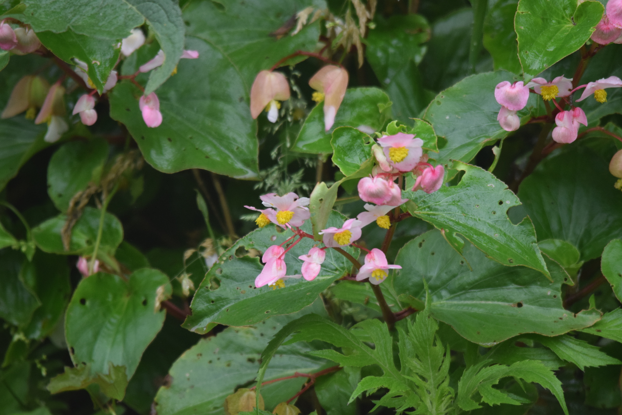 Begonia descoleana