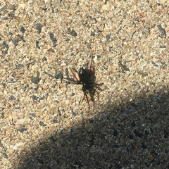 Trachyzelotes pedestris