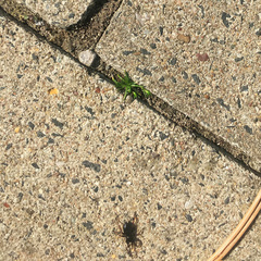 Trachyzelotes pedestris