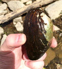 Strophitus undulatus