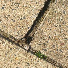 Trachyzelotes pedestris