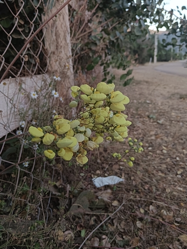 Calceolaria nudicaulis (Calceolaria nudicaulis)