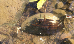 Strophitus undulatus