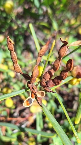 Image of Acacia cupularis by no rights reserved