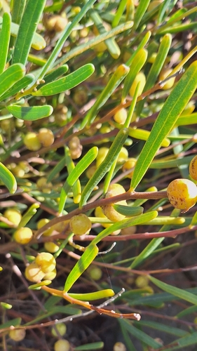 Image of Acacia cupularis by no rights reserved