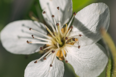 Pinalitus conspurcatus