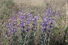 Penstemon fendleri
