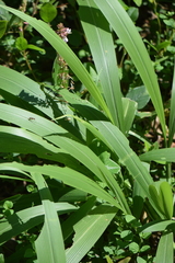 Setaria palmifolia