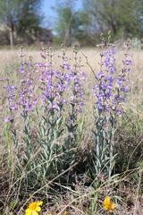 Penstemon fendleri