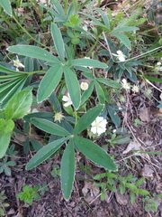 Potentilla alba
