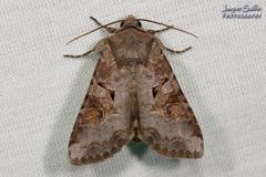 Trichordestra legitima