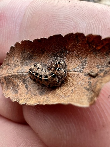 Festive and Pale-winged Midgets and Allies photo 4