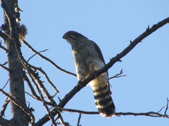 Spiziapteryx circumcincta