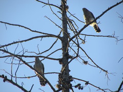 Spiziapteryx circumcincta