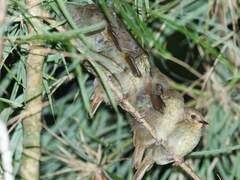 Large Scrubwren photo 3
