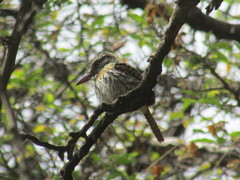Nystalus maculatus