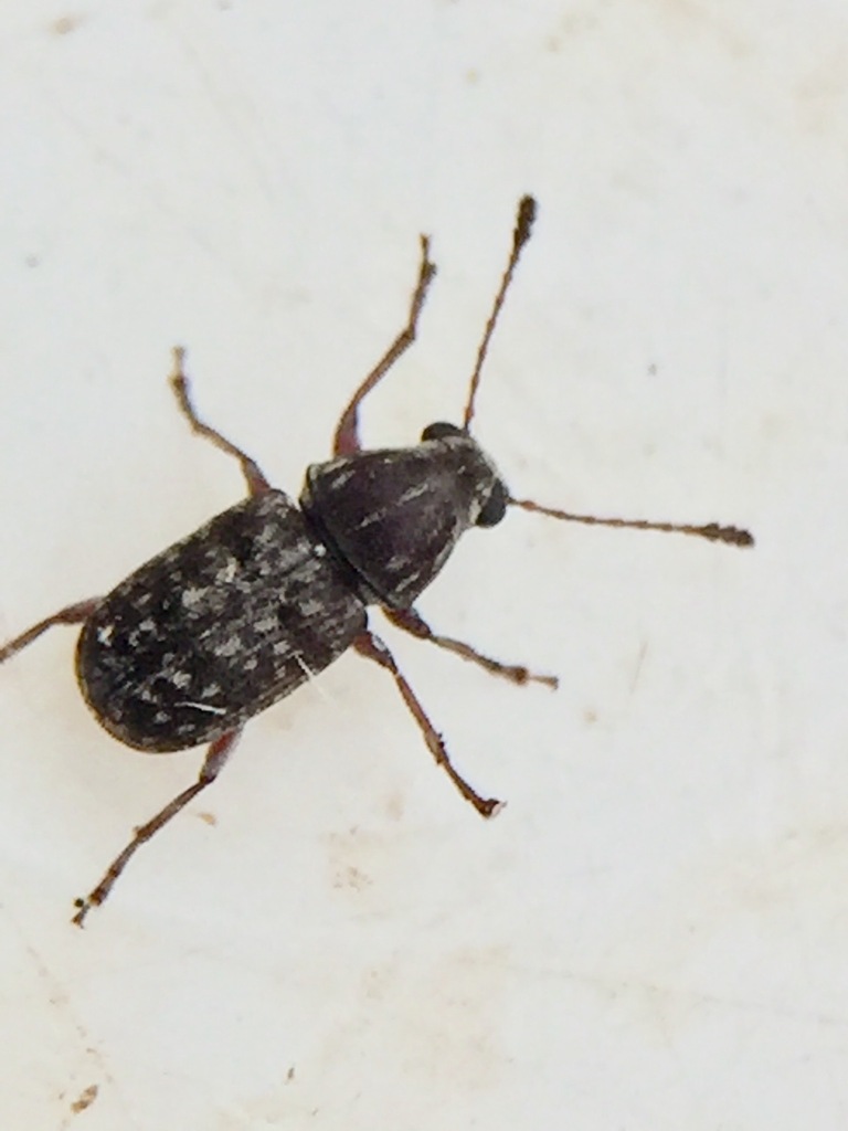 Cacephatus inornatus