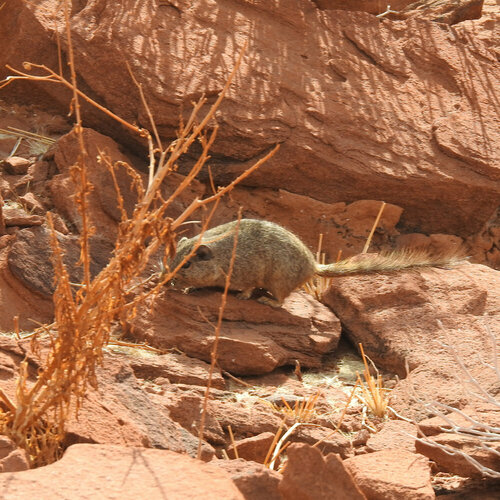 Dassie Rat