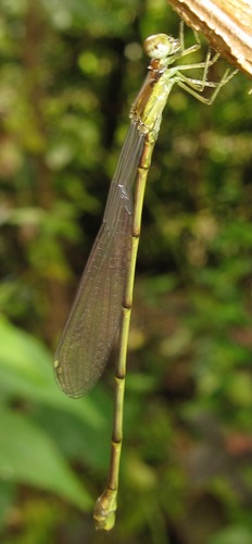 Diceratobasis macrogaster