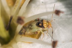 Pinalitus conspurcatus