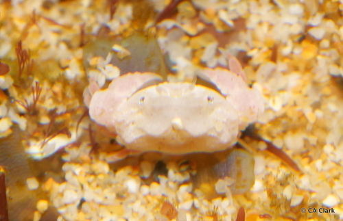 Actaeomorpha, 2023-12-11