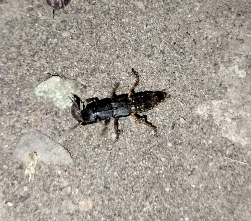 Platydracus notatus