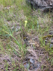 Castilleja affinis neglecta