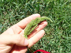 Echinochloa crus-pavonis