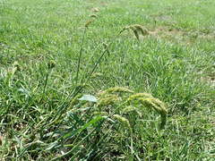 Echinochloa crus-pavonis