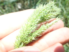 Echinochloa crus-pavonis