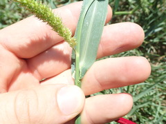 Echinochloa crus-pavonis