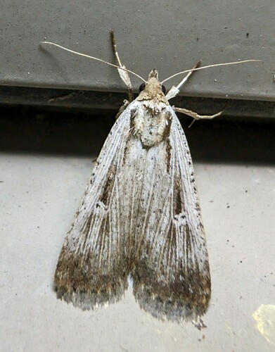 Alfalfa Looper Moth