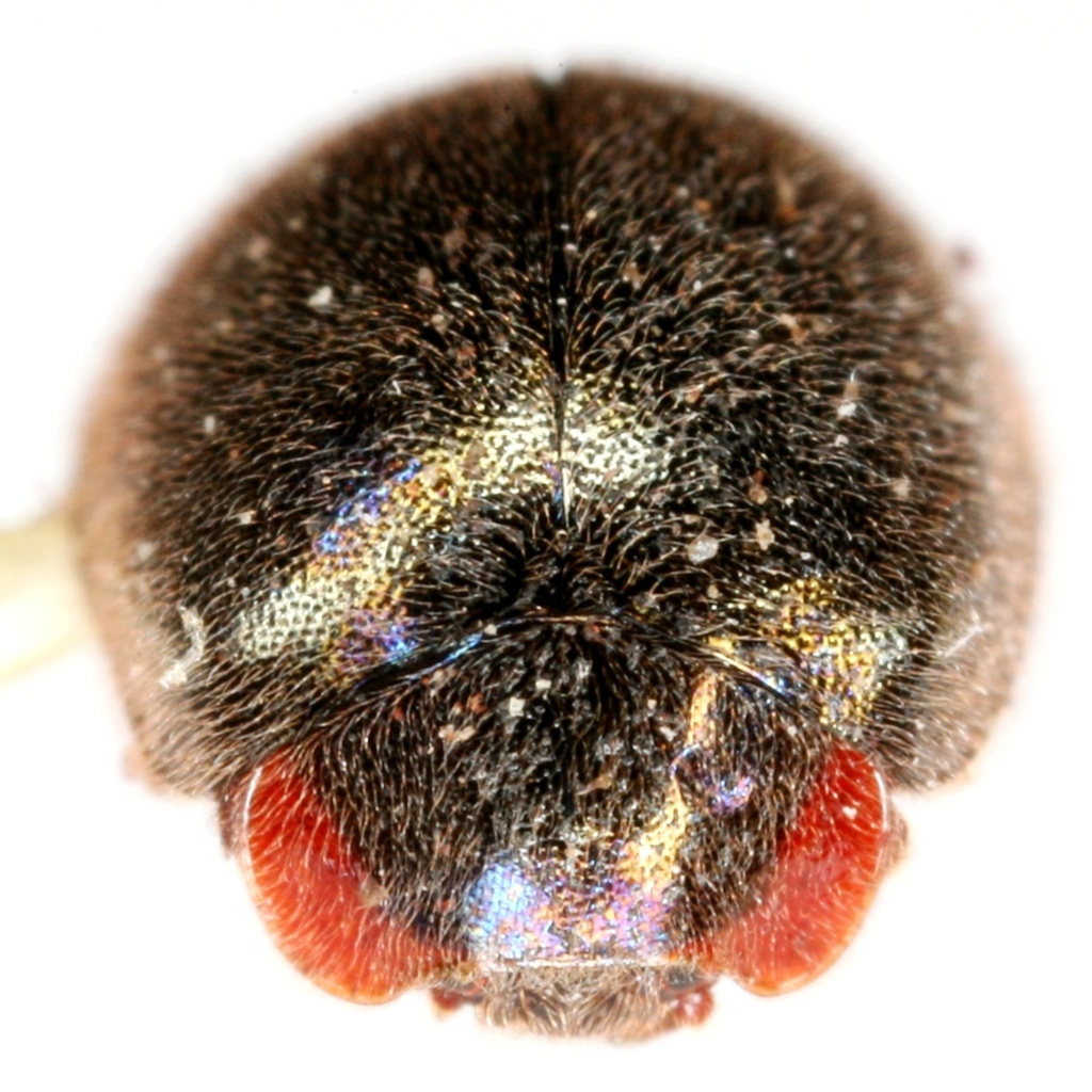 Exoplectra schaefferi