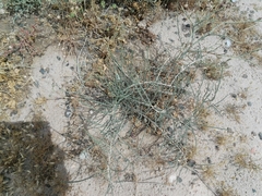 Haloxylon salicornicum