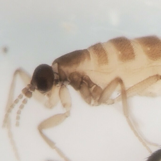 potato scab gnat