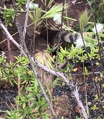 Crotalus ruber ruber