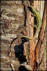 Podarcis muralis nigriventris