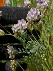 Astragalus didymocarpus