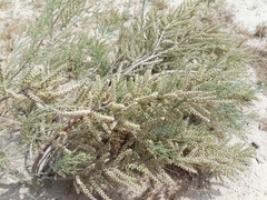 Tamarix aucheriana