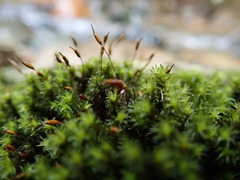 Racomitrium aciculare