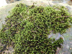 Racomitrium aciculare