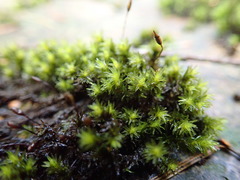 Racomitrium aciculare