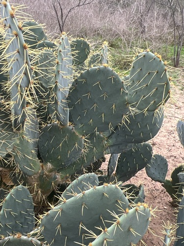 Image of Opuntia cacanapa by (c) Andy Jordan, some rights reserved (CC BY)