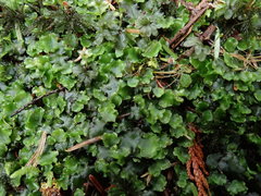Pellia neesiana