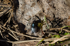 Protophormia terraenovae