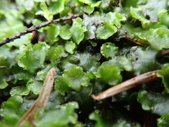 Pellia neesiana